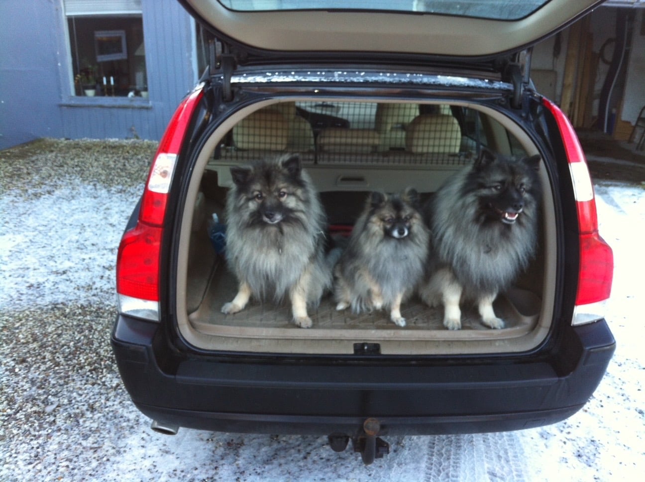 Ronja, Idefix og Aslan Ronja, Idefix og Aslan